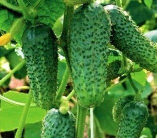 Дачные полезности и рецепты для урожайности и не только