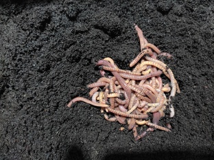 Вермерство