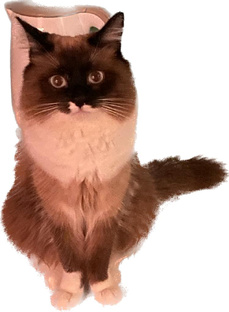 Милые животные