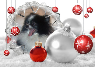 Собаки, снег и Новый Год