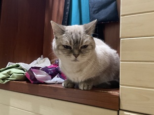 Шерлок