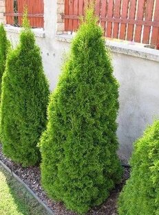 Садовые растения