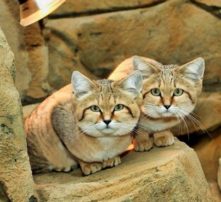 Барханный кот: тайны самого загадочного хищника пустынь