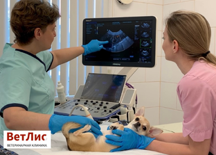 Узкие специалисты ВетЛис