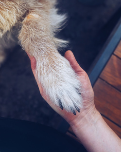 Собаки в поисках дома