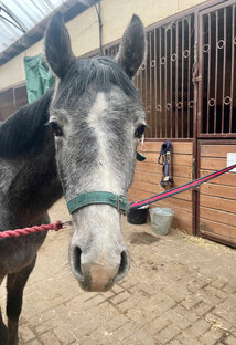 "Дар Небес" - наш жеребенок