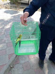 Попугай
