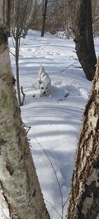 Собака барабака