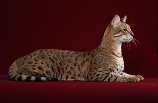 Animals-ФАКТ