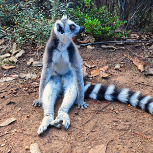 Мадагаскар, Маврикий, Сейшелы