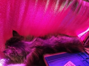 Лампы для подсветки растений своими руками