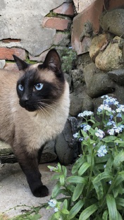 Сиамский или тайский кот ?