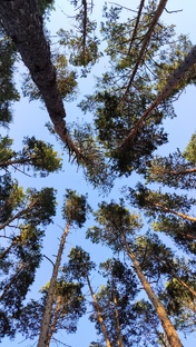 ЗАМЕДЛЕНИЕ