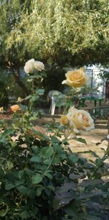 Растения моего сада.