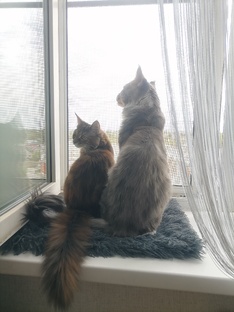 Лапки 🐾