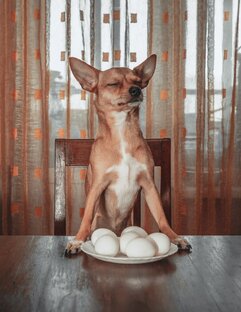 Братья наши меньшие
