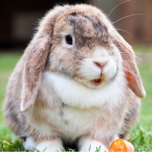 Кролик: не просто пушистый — он умный, быстрый и полный сюрпризов