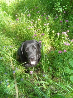 природа нижегородской области