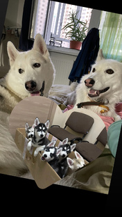 Хаски: Пушистая Мудрость и Уроки Любви.