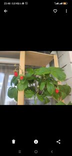 Огород на подоконнике