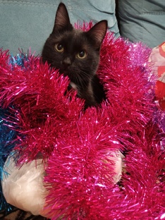 СоХранители спасают мир