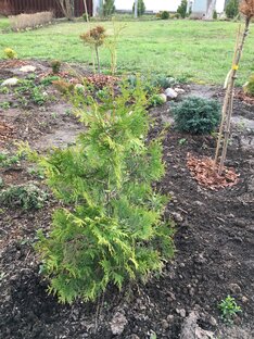 Стрижка и формировка кроны