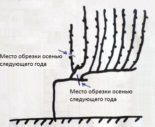 Формирование и обрезка виноградного куста