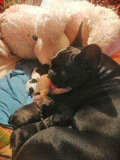 Лялины малыши и малышки 🐕🐕🐕