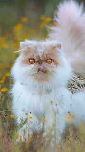 фильмы мультфильмы