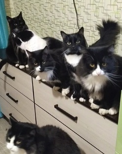 Помощь животным