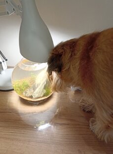 Аквариумные рыбки