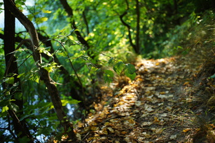 Позднее лето