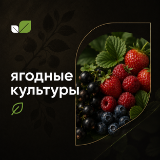 Ягодные культуры 
