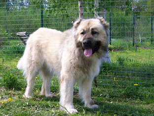 Таможенная кинология