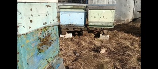 Пчеловодство 2025