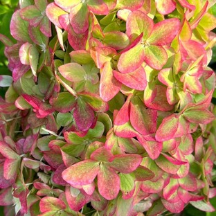 Сорта метельчатых гортензий