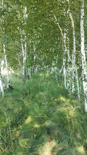 Вперёд на природу!!! 🌳☀️🇷🇺