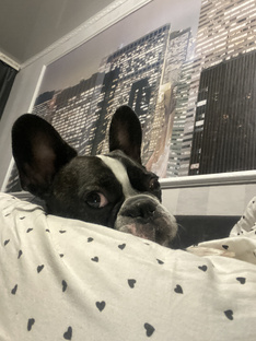 Прикольный Оскар