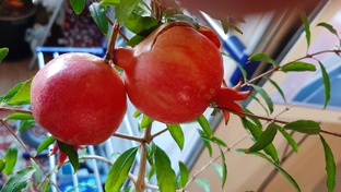 Комнатные цветы