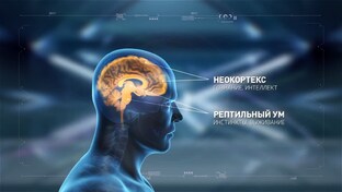 Нейросеты системы НЕЙРОМЕХАНИКА