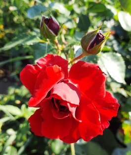 Красота цветов 