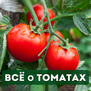 Всё о томатах