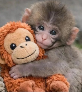 Интересное про животных 