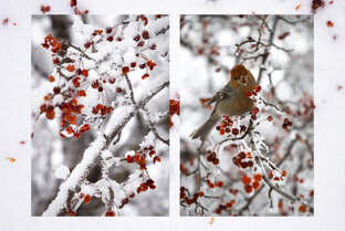 Фотографии природы