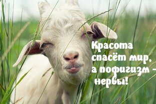 Моим подписчикам 