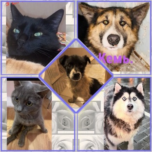 Животные на пристройство