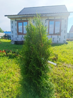 Растения на нашем участке