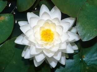 Философия и психология 