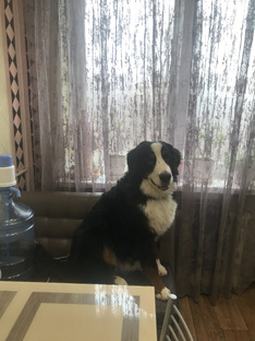 ЖЗС (жизнь замечательной собаки)