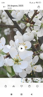 Весенний цветущий сад